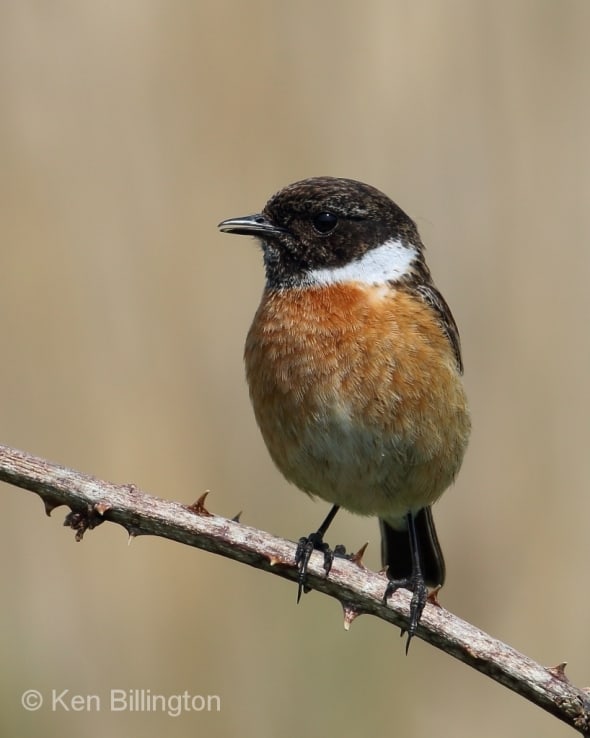 Stonechat (Saxicola rubicola) 