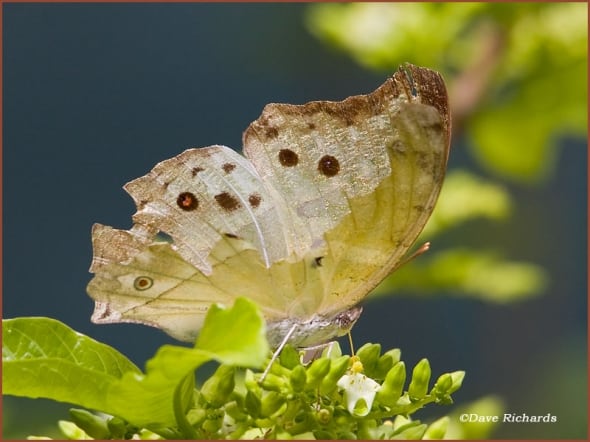 Forest Mother of Pearl Butterfly