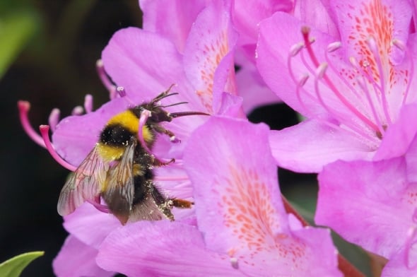 Bee on Rhododendron