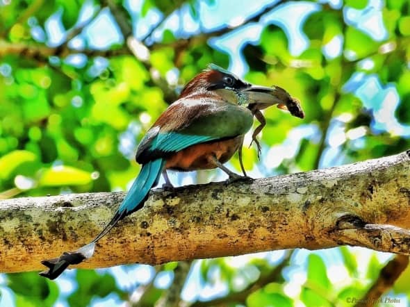 A Minute to Live - Yucatan Motmot Lunch