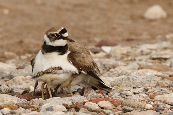 Little Ringed Plovers