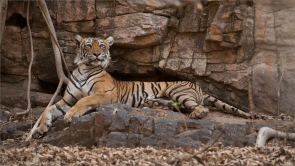 Tigress Lightening on the Rocks