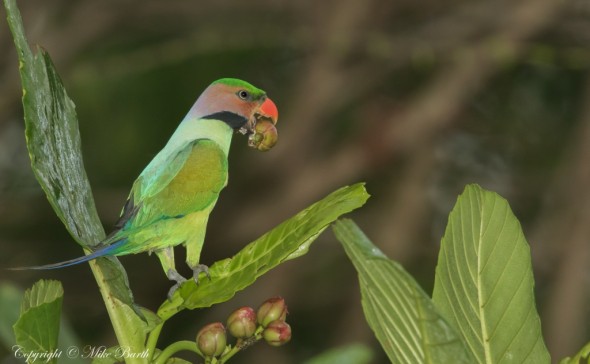 Long-tailed Parakeet 