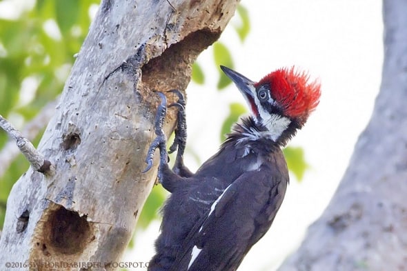 Pileated Woodpecker at Sanibel Gardens Preserve