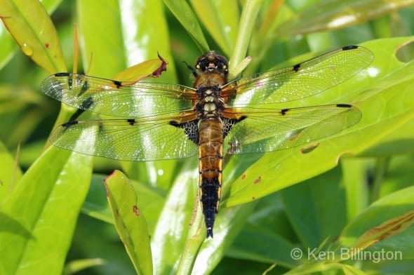 Four Spotted Chaser Dragonfly Libellula quadrimaculata