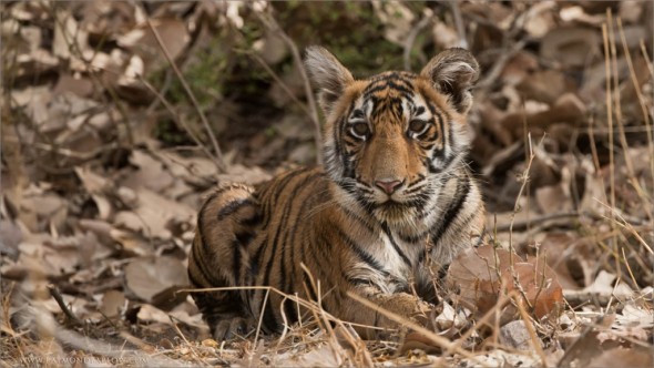 Royal Bengal Tiger Cub