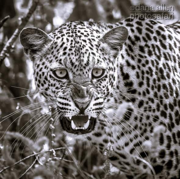 Leopards of Luangwa