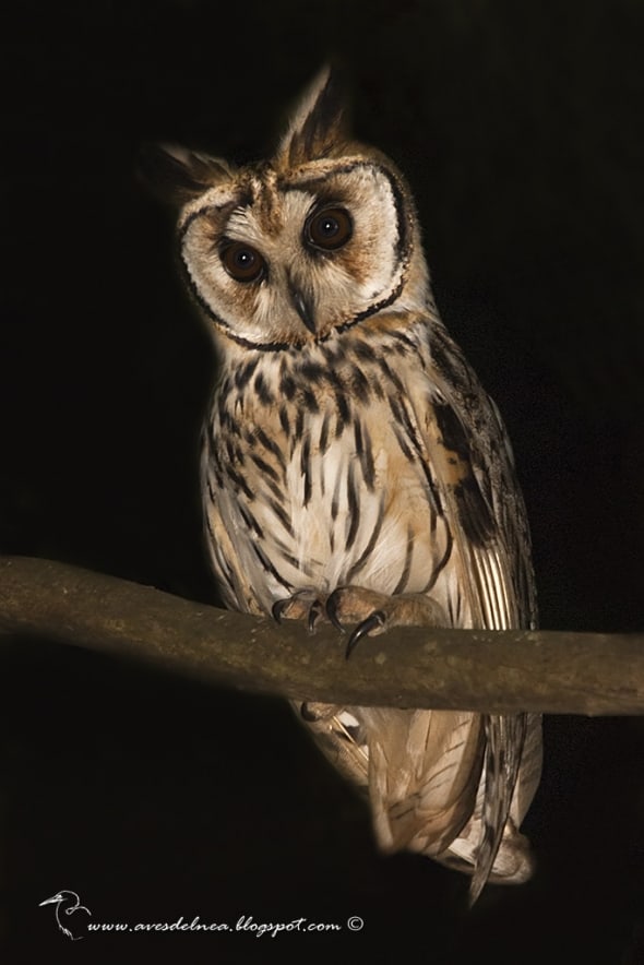 Striped Owl Pseudoscops clamator