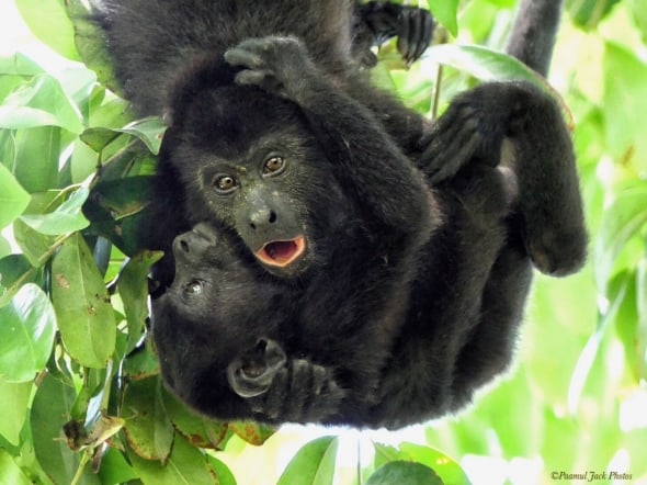 Oh No! - Howler-monkey Mama Protecting Baby