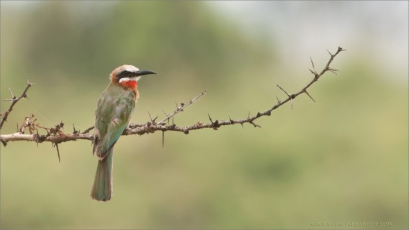 White-fonted Bee-eater 