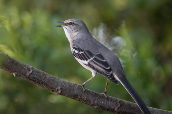 Are mockingbirds life-long learners?