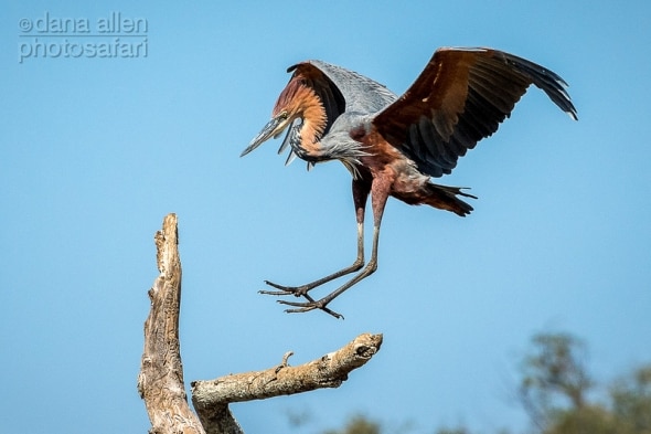 Touchdown - Goliath Heron