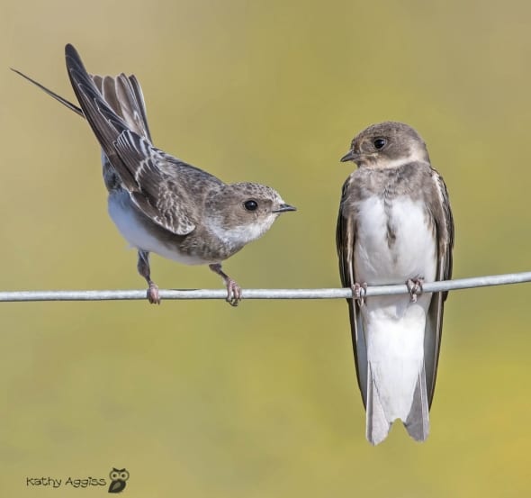 Young Sand Martins