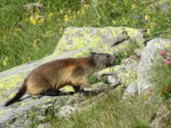 Marmot on a Stroll