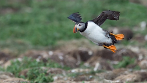 Incoming Puffin