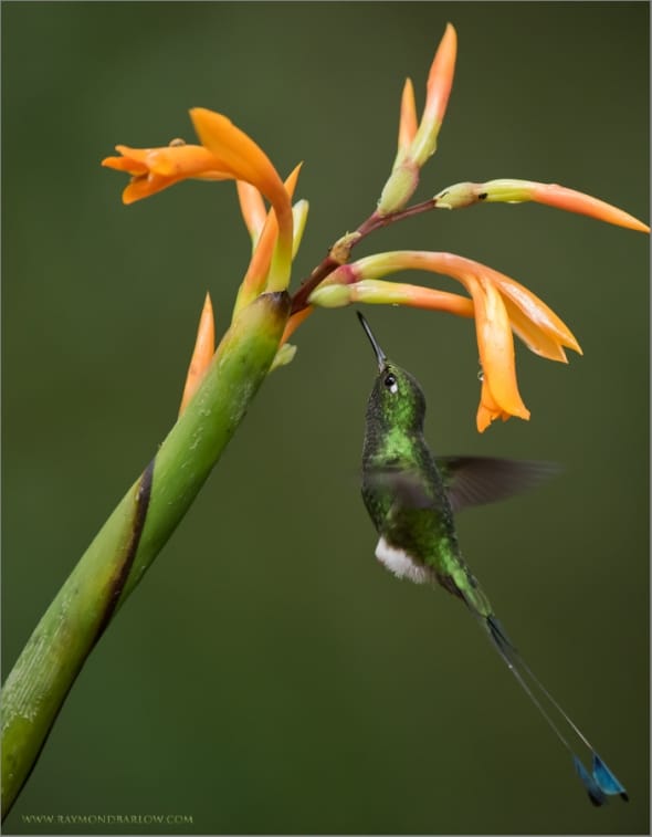 Booted Racket-tail in Flight