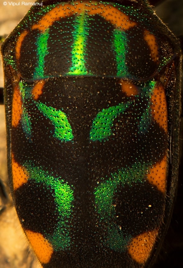 Jewel Bugs  -  Scutelleridae Family