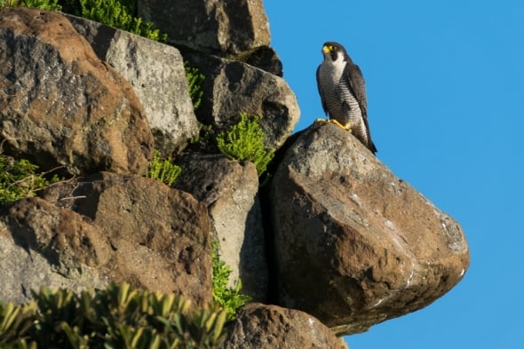 Peregrine Falcon - Nice Viewpoint
