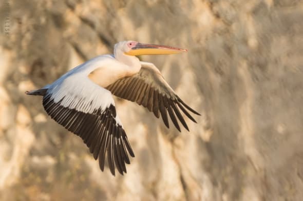 Great White Pelican Take Off