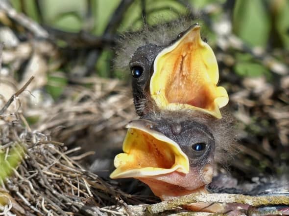 Mommy!!! - (Mockingbird Hatchlings)