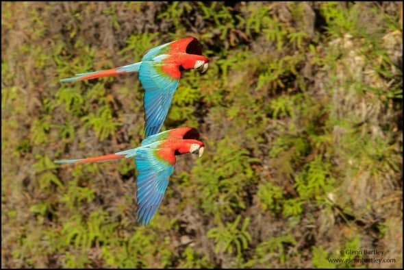 Red-and-green Macaw (Ara chloroptera)