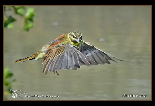 Hovering Cirl Bunting!