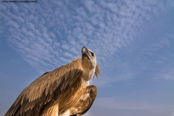 A Different Perspective  -  Griffon Vulture 