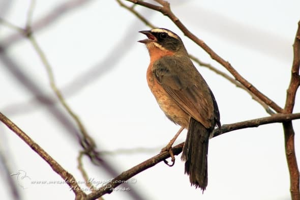 Black-and-Rufous Warbling-Finch