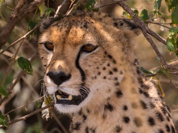 Malika a Female Cheetah