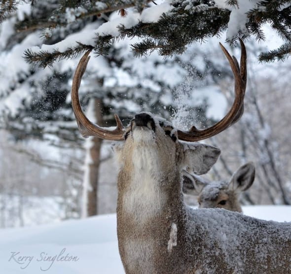 Buck in Snow