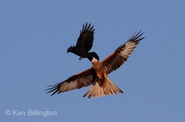 Aerial Combat between Red Kite and Carrion Crow
