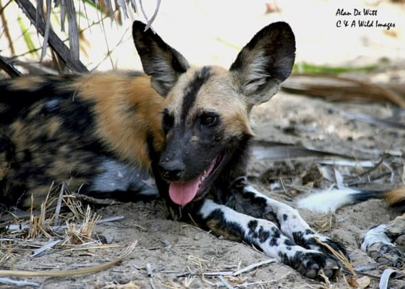 African Hunting Dog