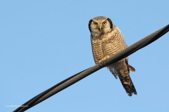 Hawk Owl in the sun