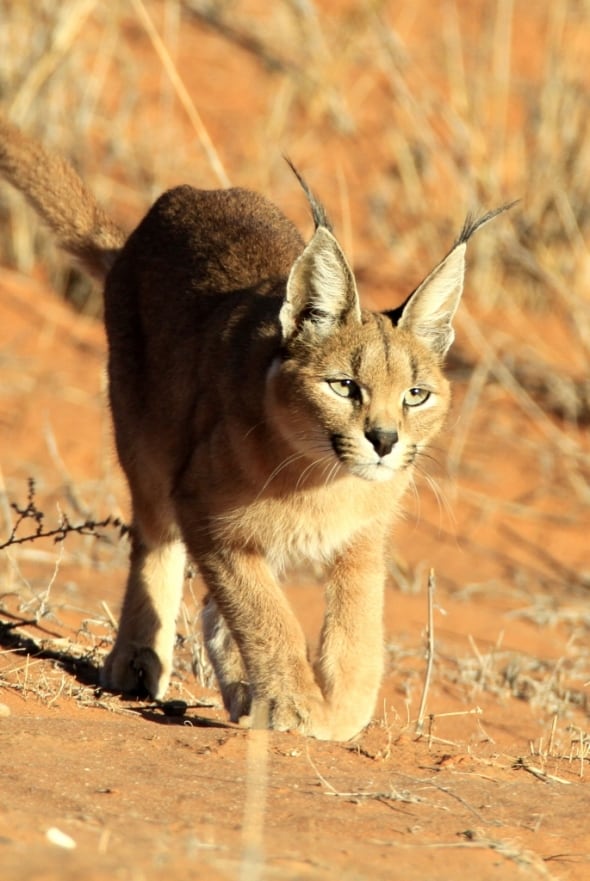 Caracal Stalking in the Kalahari