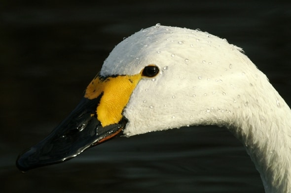 Bewick swan (Cygnus columbianus) 