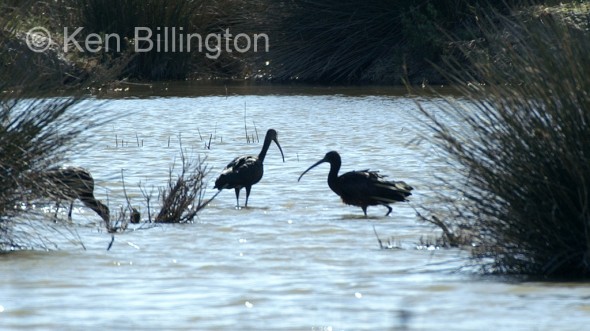 Glossy Ibis (Plegadis falcinellus) 