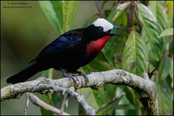 White-capped Tanager (Sericossypha albocristata)