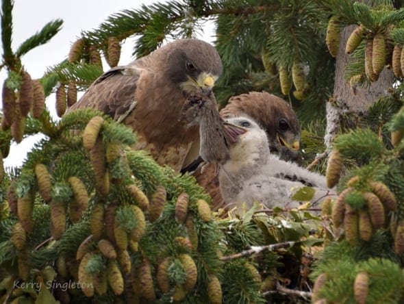 Hawks Feeding Their Chick