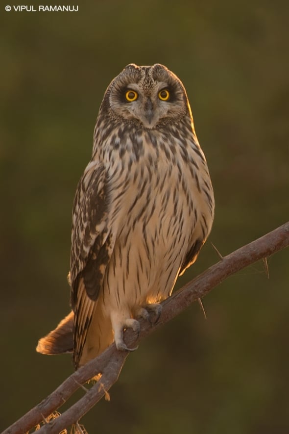 Short-eared Owl   -  Asio Flammeus