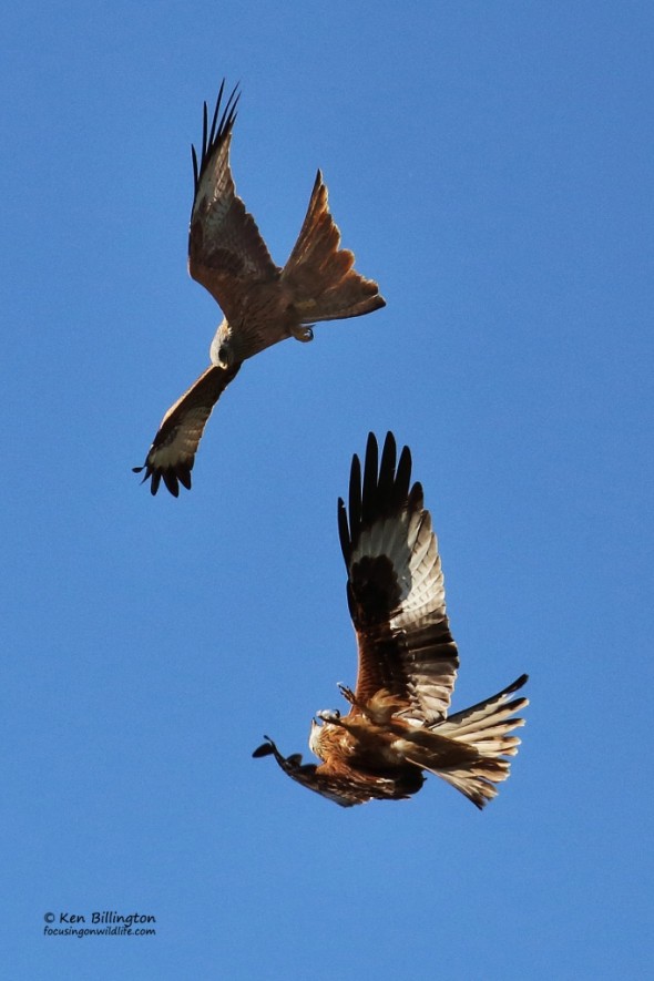 Red Kite Milvus milvus