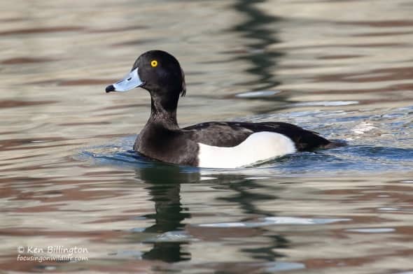 Male Tufted Duck (Aythya fuligula)