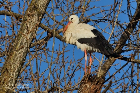 Stork in a Tree - White Stork (Ciconia ciconia)