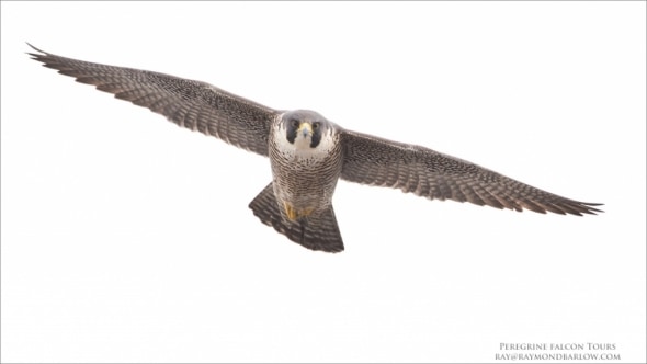 Peregrine Falcon - No Bait Used