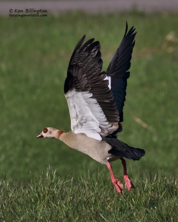 Slow Take-Off - Egyptian goose (Alopochen aegyptiacus)