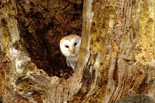 Barn Owl Peeking Out