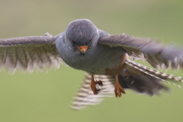 Red Footed Falcon