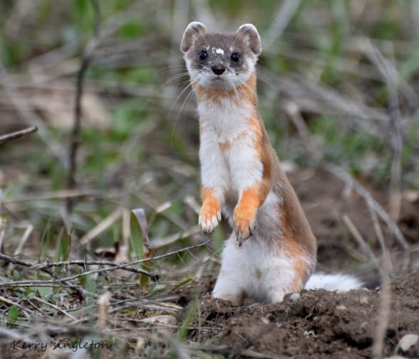 Long Tailed Weasel