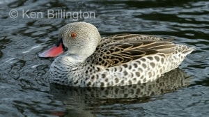 Cape Teal (Anas capensis) 