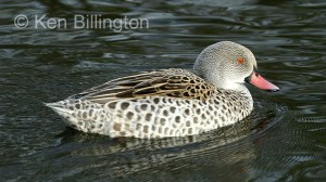 Cape Teal (Anas capensis) 