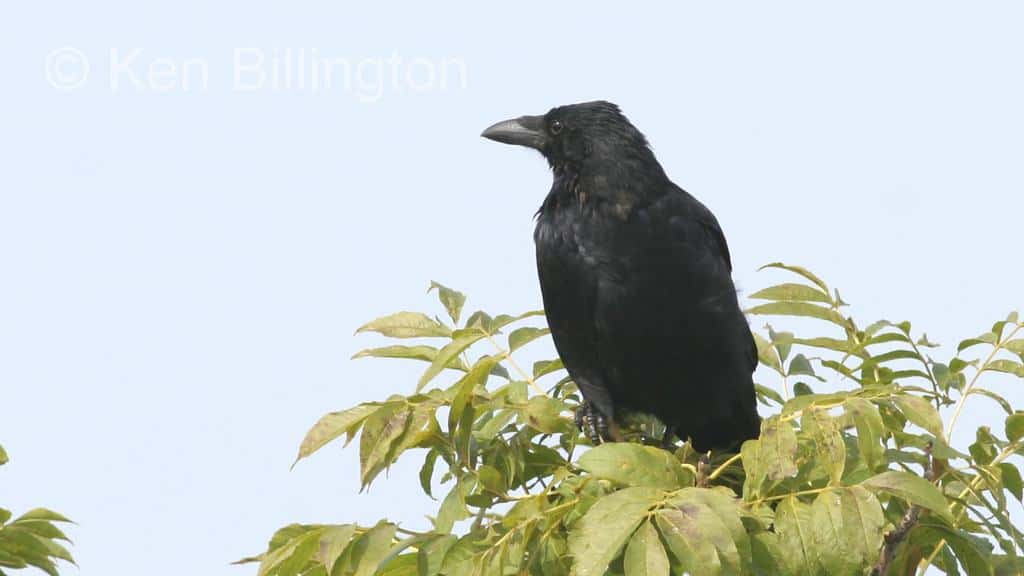 Carrion Crow Corvus corone